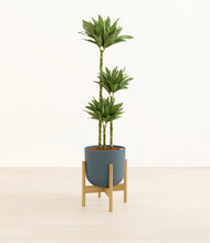 Load image into Gallery viewer, Iron Gray stand:bamboo