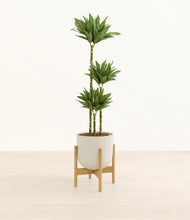 Load image into Gallery viewer, Natural Bamboo stand:bamboo