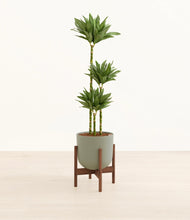 Load image into Gallery viewer, Sage Green stand:walnut