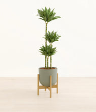 Load image into Gallery viewer, Sage Green stand:bamboo