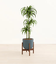 Load image into Gallery viewer, Iron Gray stand:walnut