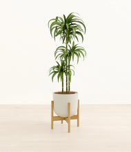 Load image into Gallery viewer, Natural Bamboo stand:bamboo