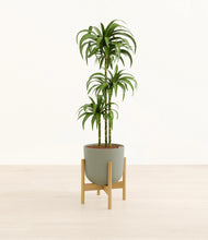 Load image into Gallery viewer, Sage Green stand:bamboo