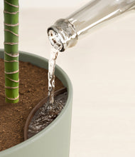 Load image into Gallery viewer, Sage Green stand:all