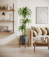 Load image into Gallery viewer, Iron Gray stand:walnut