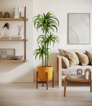 Load image into Gallery viewer, Sunset Orange stand:walnut