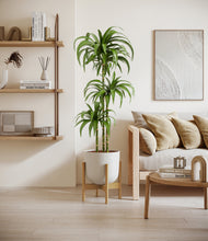 Load image into Gallery viewer, Natural Bamboo stand:bamboo