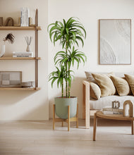 Load image into Gallery viewer, Sage Green stand:bamboo