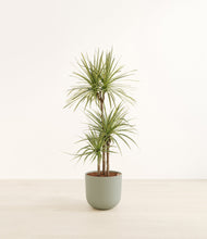 Load image into Gallery viewer, Sage Green*****Profile