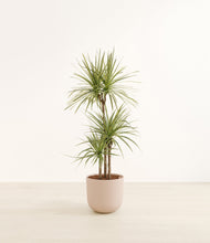 Load image into Gallery viewer, Sandy Pink*****Profile