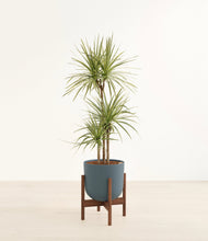 Load image into Gallery viewer, Iron Gray stand:walnut