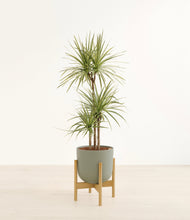 Load image into Gallery viewer, Sage Green stand:bamboo