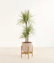 Load image into Gallery viewer, Sandy Pink stand:bamboo