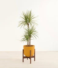 Load image into Gallery viewer, Sunset Orange stand:walnut