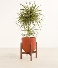Load image into Gallery viewer, Earth Red stand:walnut