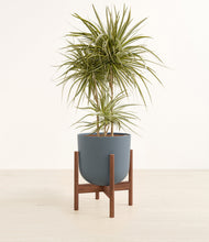 Load image into Gallery viewer, Iron Gray stand:walnut