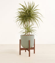 Load image into Gallery viewer, Sage Green stand:walnut