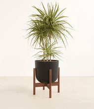 Load image into Gallery viewer, Stone Black stand:walnut
