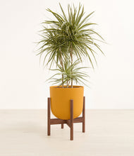 Load image into Gallery viewer, Sunset Orange stand:walnut