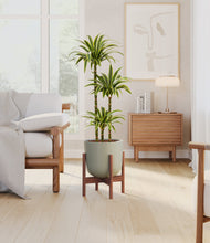 Load image into Gallery viewer, Sage Green stand:walnut