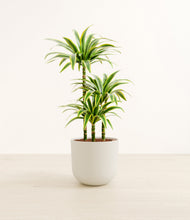 Load image into Gallery viewer, Natural Bamboo*****Profile