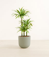 Load image into Gallery viewer, Sage Green*****Profile