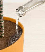 Load image into Gallery viewer, Sunset Orange stand:all