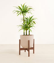 Load image into Gallery viewer, Sandy Pink stand:walnut