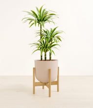 Load image into Gallery viewer, Sandy Pink stand:bamboo