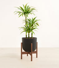 Load image into Gallery viewer, Stone Black stand:walnut