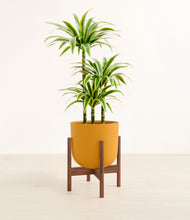 Load image into Gallery viewer, Sunset Orange stand:walnut