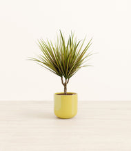Charger l'image dans la galerie, Key Lime Yellow*****Profile