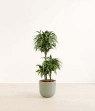 Load image into Gallery viewer, Sage Green