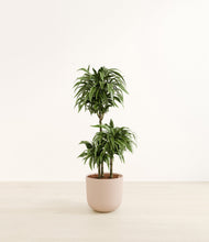 Load image into Gallery viewer, Sandy Pink