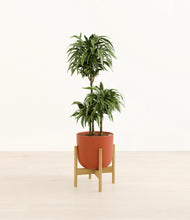 Load image into Gallery viewer, Earth Red stand:bamboo