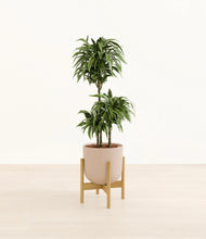 Load image into Gallery viewer, Sandy Pink stand:bamboo