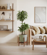 Load image into Gallery viewer, Sage Green stand:walnut