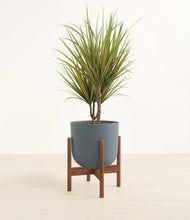 Load image into Gallery viewer, Iron Gray stand:walnut