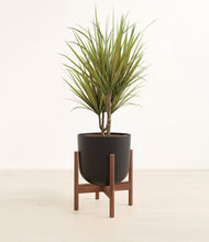 Load image into Gallery viewer, Stone Black stand:walnut