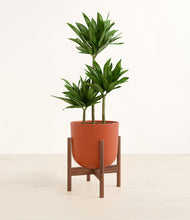 Load image into Gallery viewer, Earth Red stand:walnut