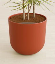 Load image into Gallery viewer, Earth Red stand:all