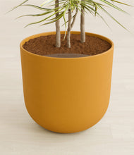 Load image into Gallery viewer, Sunset Orange stand:all