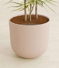 Load image into Gallery viewer, Sandy Pink stand:all