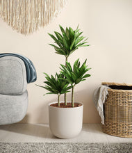 Load image into Gallery viewer, Natural Bamboo