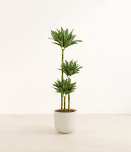 Load image into Gallery viewer, Natural Bamboo*****Profile