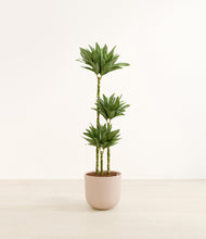 Load image into Gallery viewer, Sandy Pink*****Profile