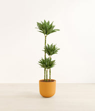 Load image into Gallery viewer, Sunset Orange*****Profile