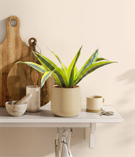Load image into Gallery viewer, Almond Green