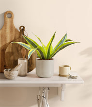 Load image into Gallery viewer, Cotton White