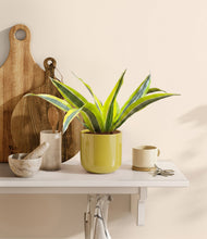 Load image into Gallery viewer, Key Lime Yellow